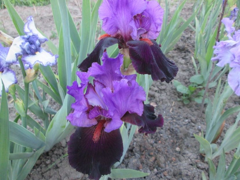  - Gradina cu irisi nr 1 in 2017