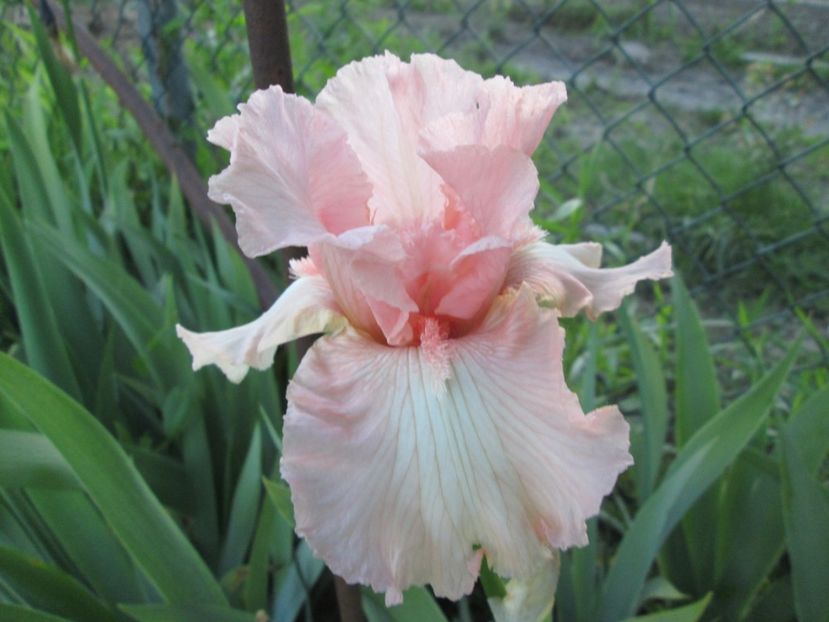  - Gradina cu irisi nr 1 in 2017