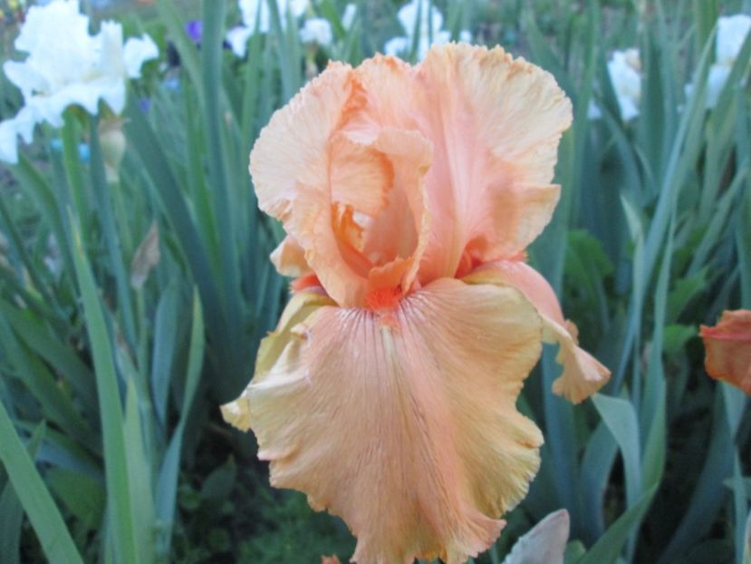  - Gradina cu irisi nr 1 in 2017