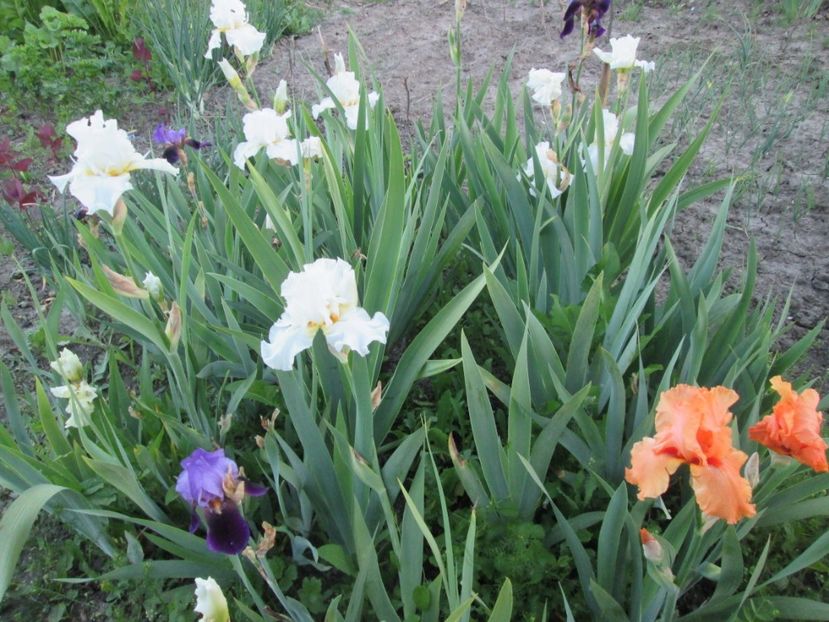  - Gradina cu irisi nr 1 in 2017