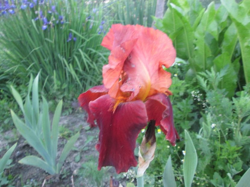  - Gradina cu irisi nr 1 in 2017