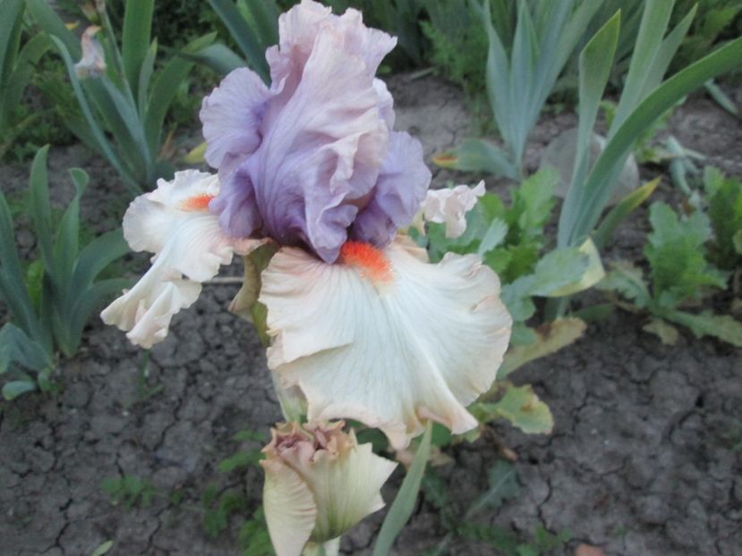  - Gradina cu irisi nr 1 in 2017