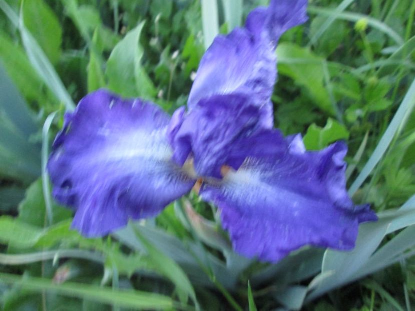  - Gradina cu irisi nr 1 in 2017