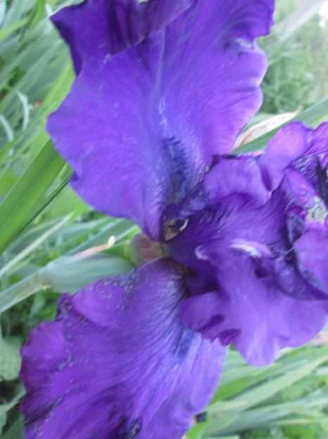  - Gradina cu irisi nr 1 in 2017