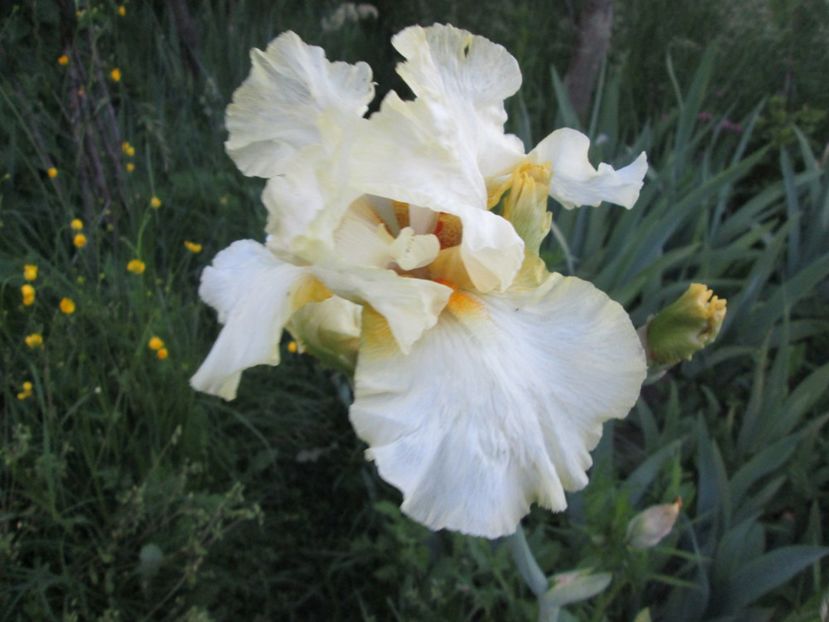  - Gradina cu irisi nr 1 in 2017