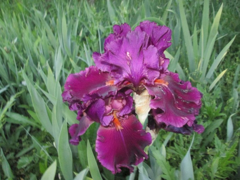  - Gradina cu irisi nr 1 in 2017