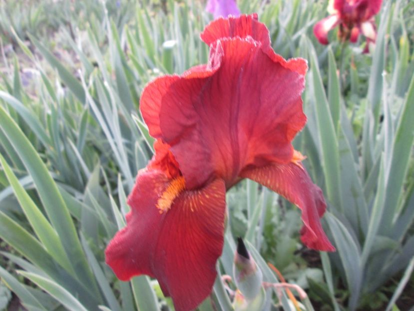  - Gradina cu irisi nr 1 in 2017