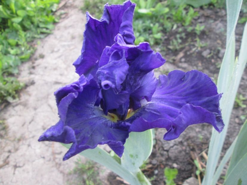  - Gradina cu irisi nr 1 in 2017