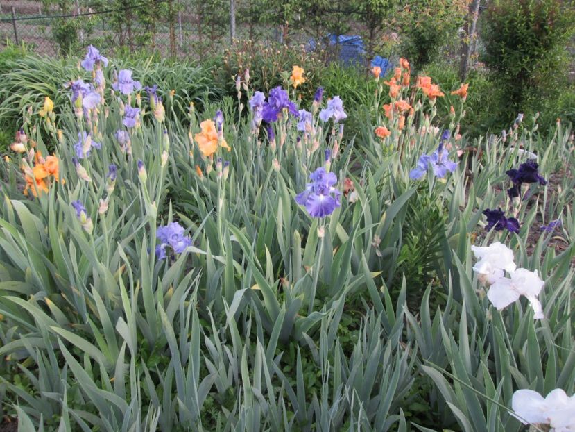  - Gradina cu irisi nr 1 in 2017