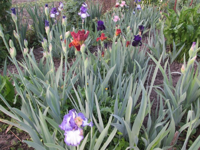  - Gradina cu irisi nr 1 in 2017