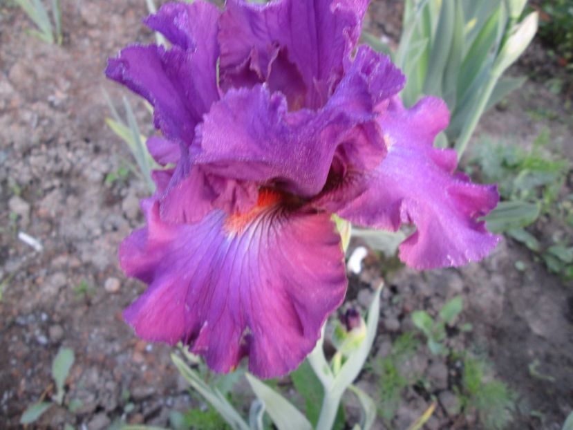  - Gradina cu irisi nr 1 in 2017