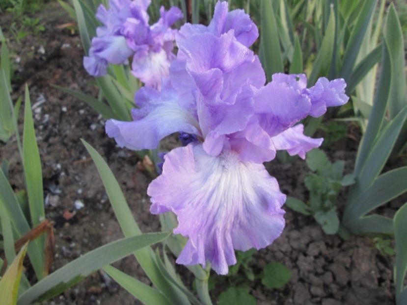  - Gradina cu irisi nr 1 in 2017