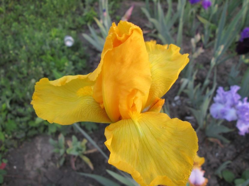  - Gradina cu irisi nr 1 in 2017