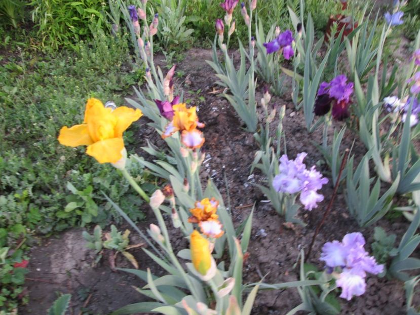  - Gradina cu irisi nr 1 in 2017