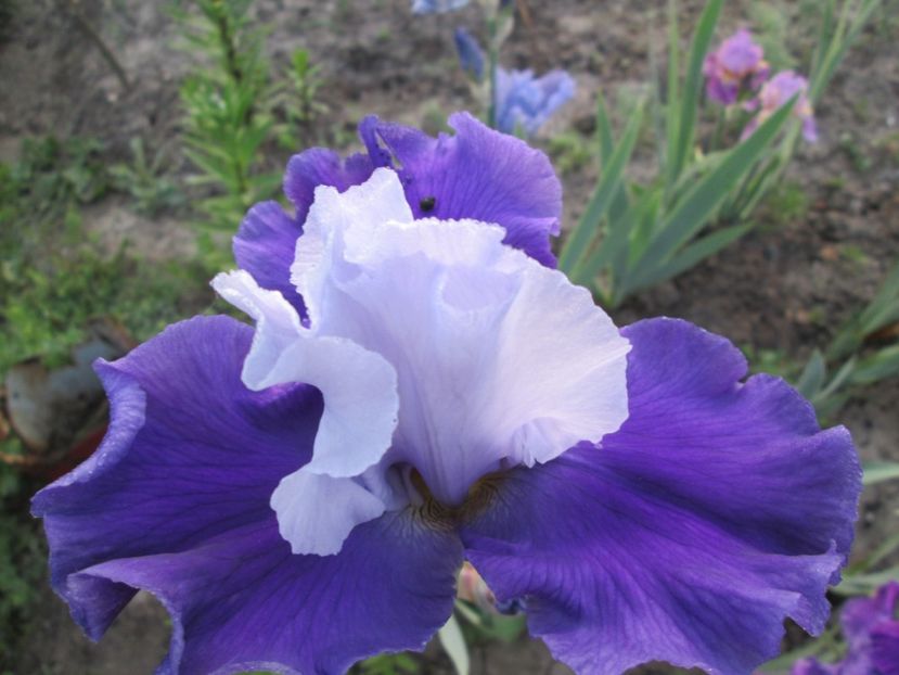  - Gradina cu irisi nr 1 in 2017