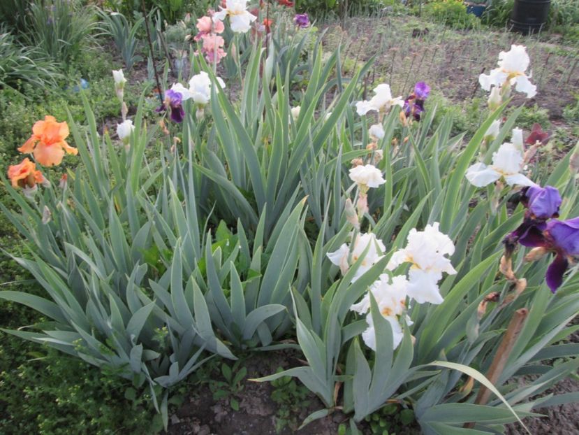  - Gradina cu irisi nr 1 in 2017