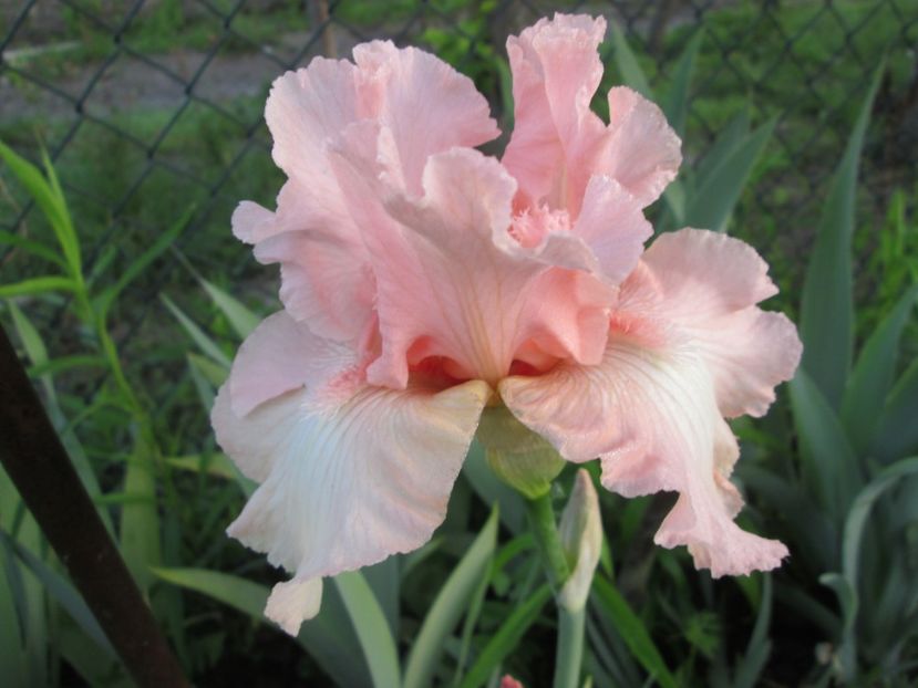  - Gradina cu irisi nr 1 in 2017