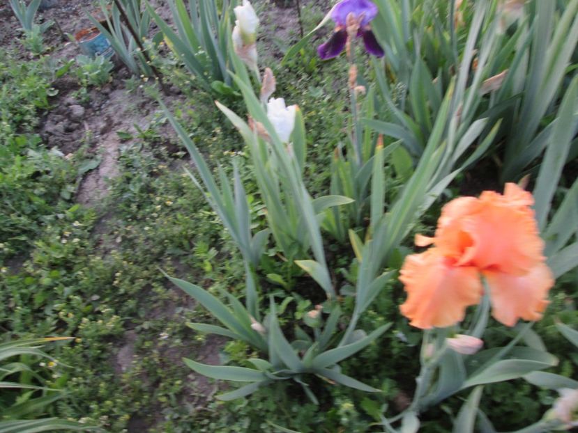  - Gradina cu irisi nr 1 in 2017