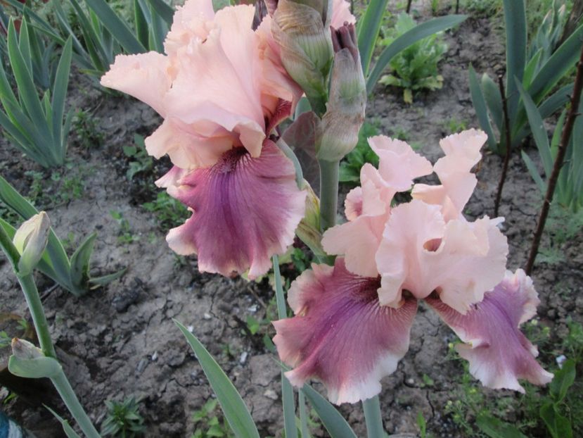  - Gradina cu irisi nr 1 in 2017