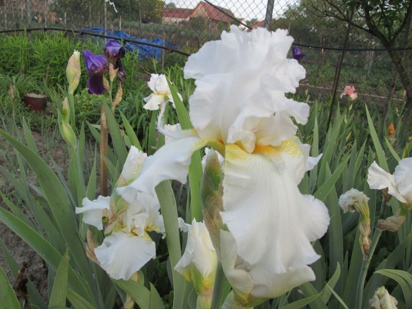  - Gradina cu irisi nr 1 in 2017