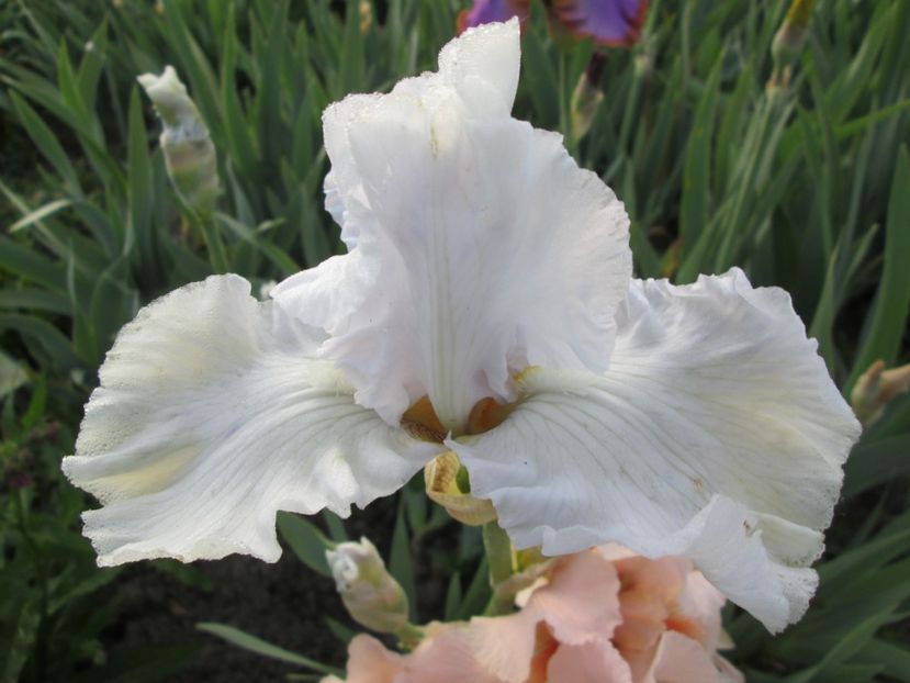  - Gradina cu irisi nr 1 in 2017