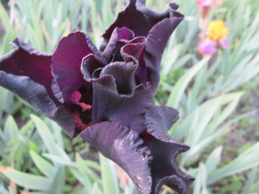  - Gradina cu irisi nr 1 in 2017