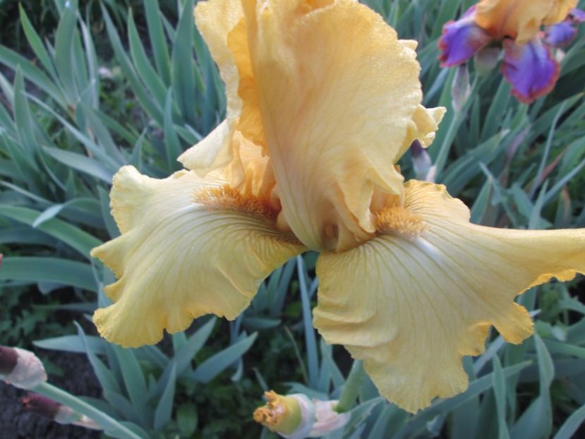  - Gradina cu irisi nr 1 in 2017