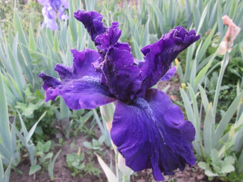  - Gradina cu irisi nr 1 in 2017