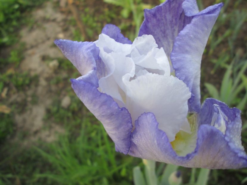  - Gradina cu irisi nr 1 in 2017