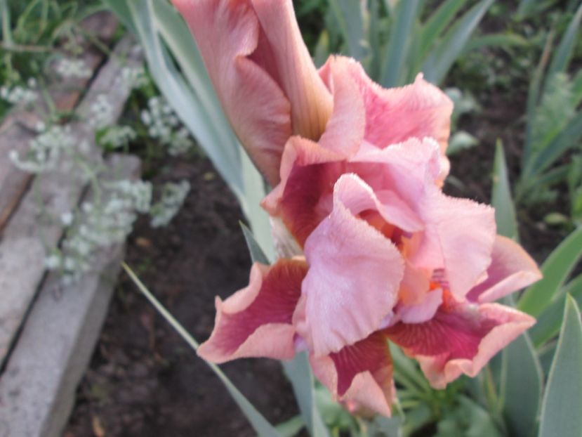  - Gradina cu irisi nr 1 in 2017