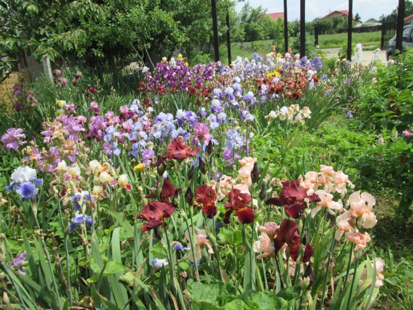  - Gradina cu irisi nr 2 in 2017