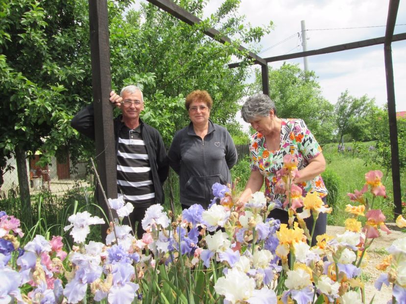  - Gradina cu irisi nr 2 in 2017