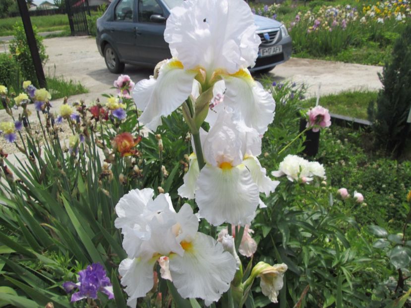  - Gradina cu irisi nr 2 in 2017