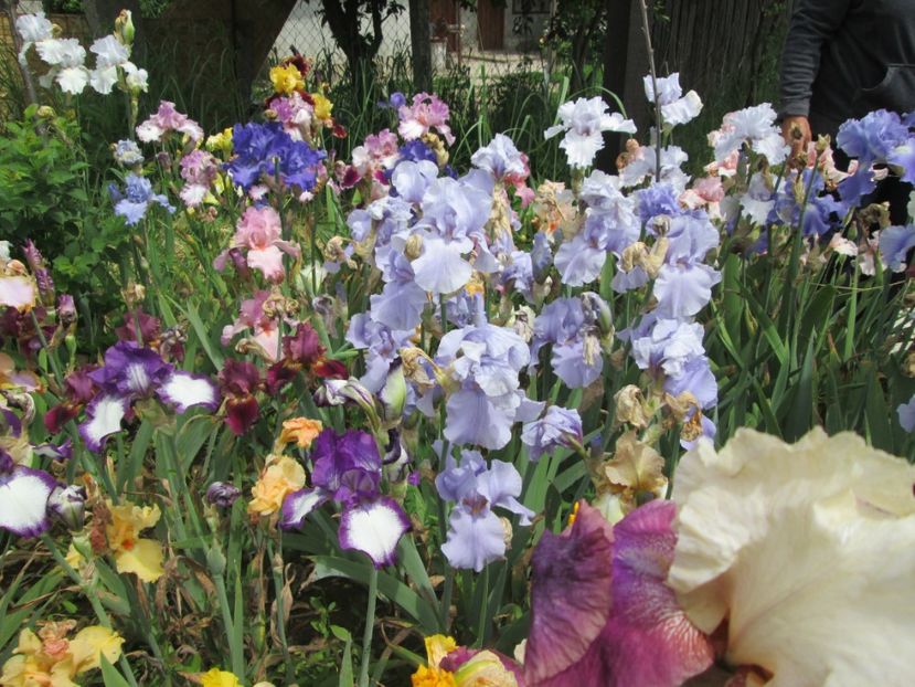  - Gradina cu irisi nr 2 in 2017