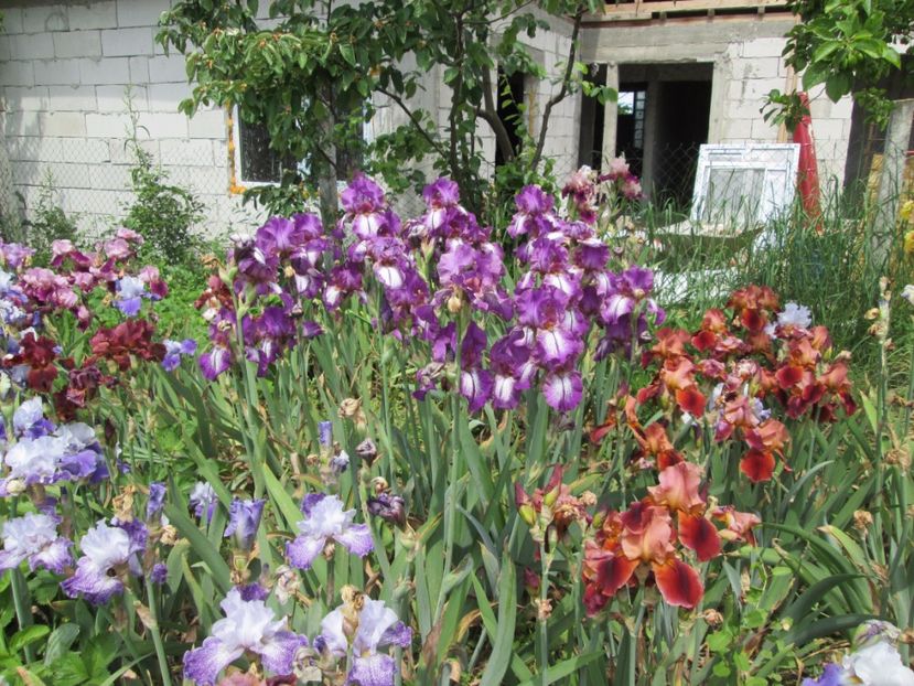  - Gradina cu irisi nr 2 in 2017