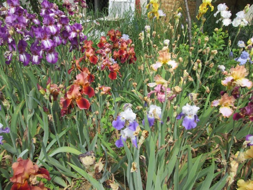 - Gradina cu irisi nr 2 in 2017