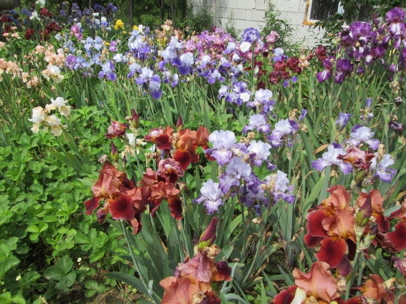  - Gradina cu irisi nr 2 in 2017