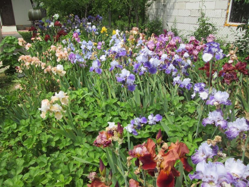  - Gradina cu irisi nr 2 in 2017