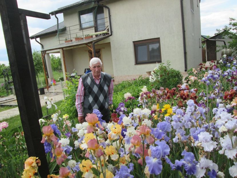  - Gradina cu irisi nr 2 in 2017