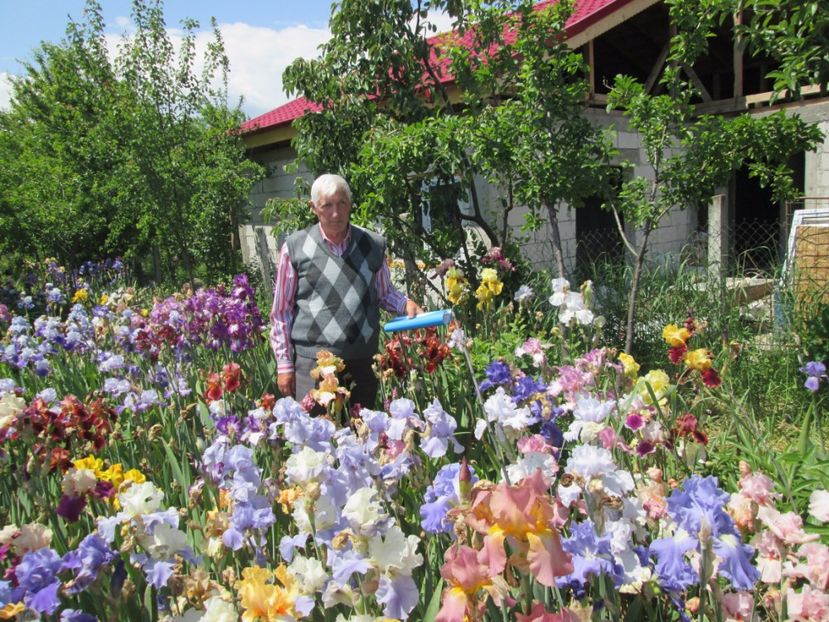  - Gradina cu irisi nr 2 in 2017
