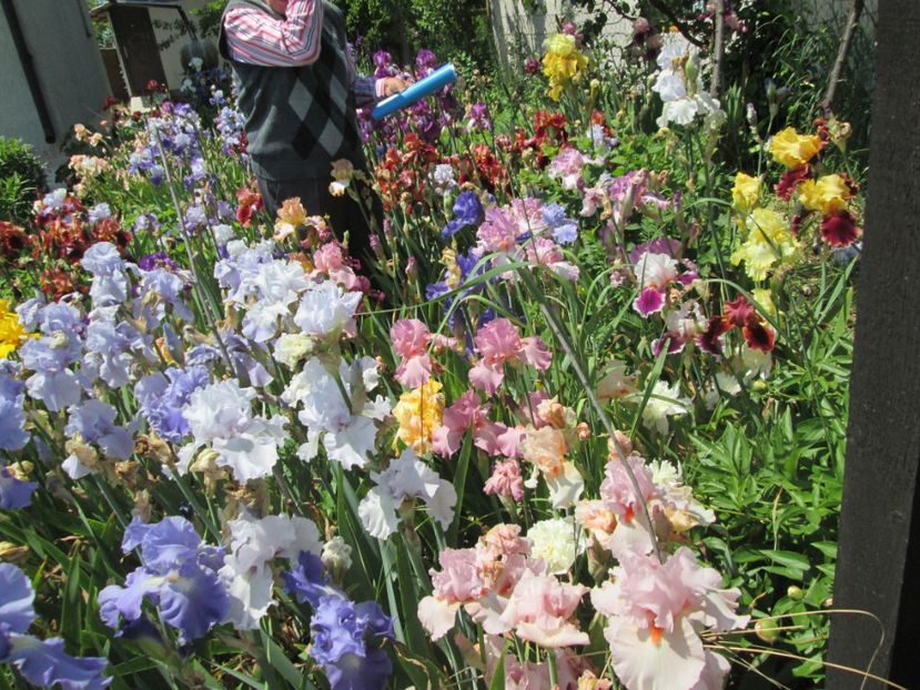  - Gradina cu irisi nr 2 in 2017