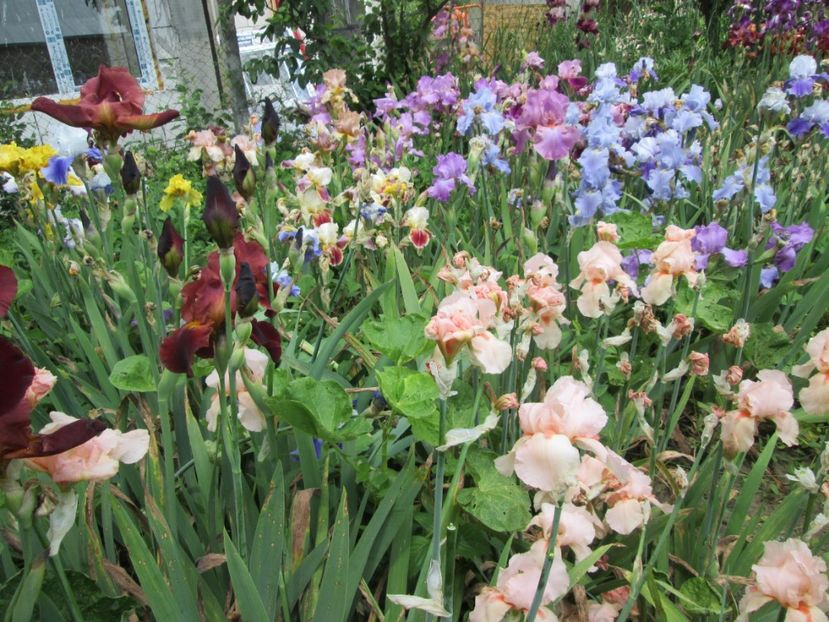  - Gradina cu irisi nr 2 in 2017