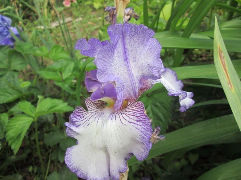  - Gradina cu irisi nr 2 in 2017