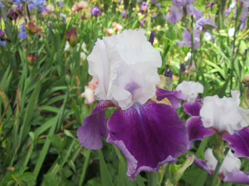  - Gradina cu irisi nr 2 in 2017