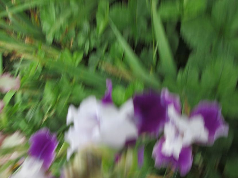  - Gradina cu irisi nr 2 in 2017