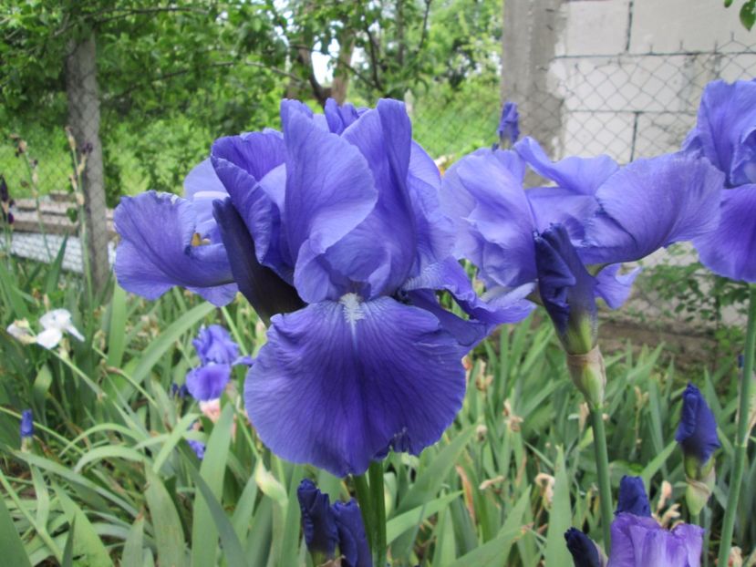  - Gradina cu irisi nr 2 in 2017