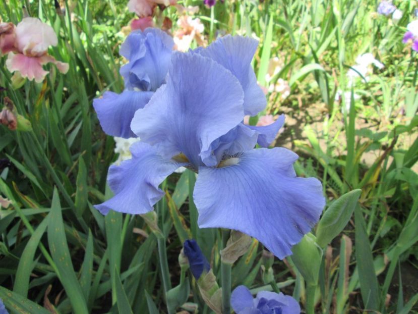  - Gradina cu irisi nr 2 in 2017