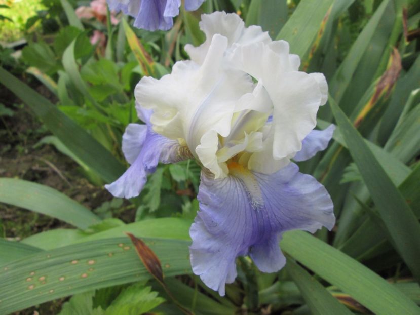  - Gradina cu irisi nr 2 in 2017