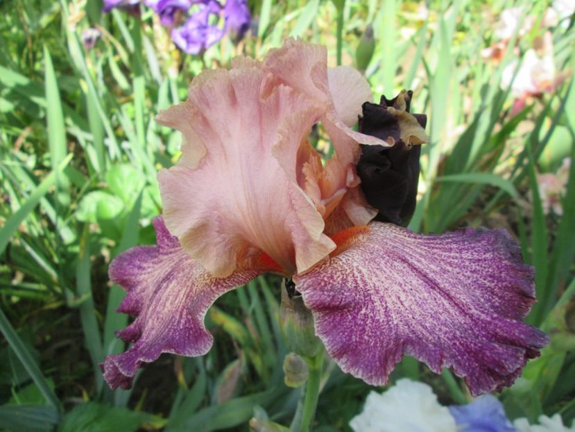  - Gradina cu irisi nr 2 in 2017