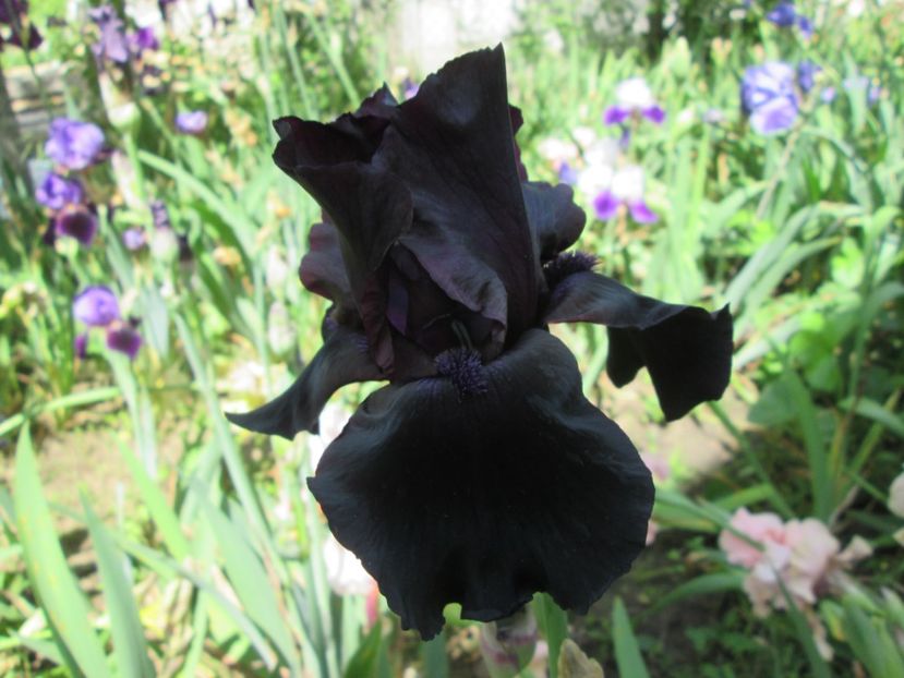  - Gradina cu irisi nr 2 in 2017